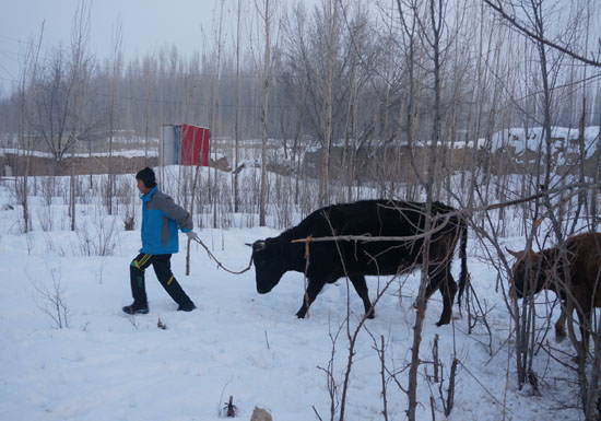 在新疆维吾尔族自治区霍城县牧场村，叶尔兰的弟弟照顾家里的牲口。