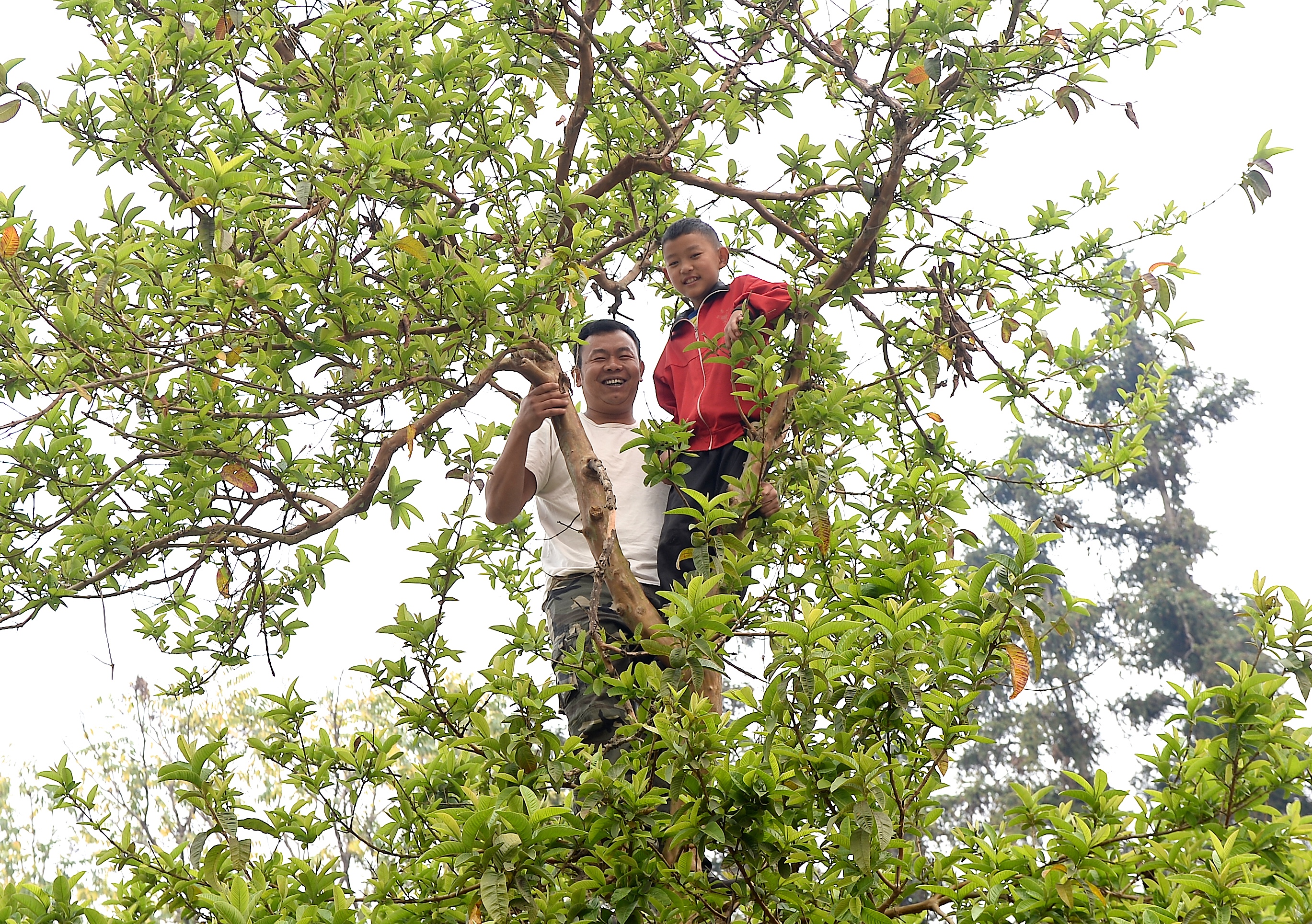 云南省广帕村儿童福利主任李正传与村中儿童一起爬树。
